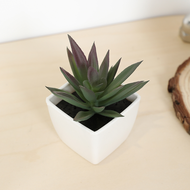 Bonsai Garden Ideas - Tanaman pot kecil cangkir peri sukulen