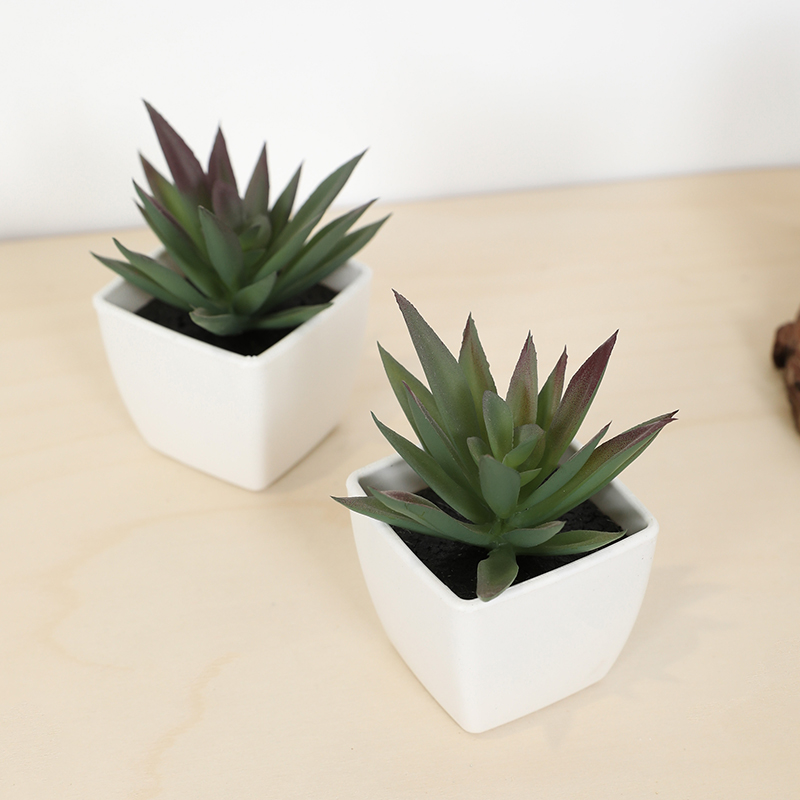 Tanaman pot kecil cangkir peri - Bonsai Garden Ideas ulasan dan harga
