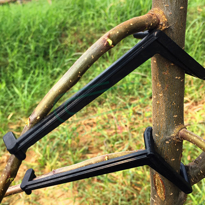 10-30 Buah Klip Pohon Buah Tan - Bonsai Garden Tools ulasan dan harga