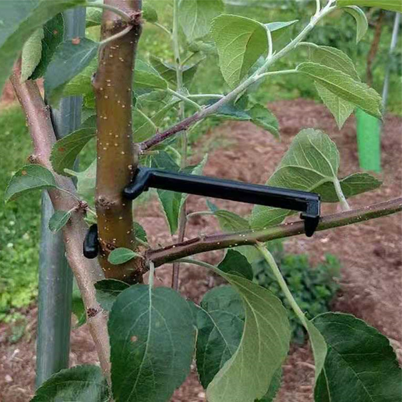 10-30 Buah Klip Pohon Buah Tan - Bonsai Garden Tools ulasan dan harga