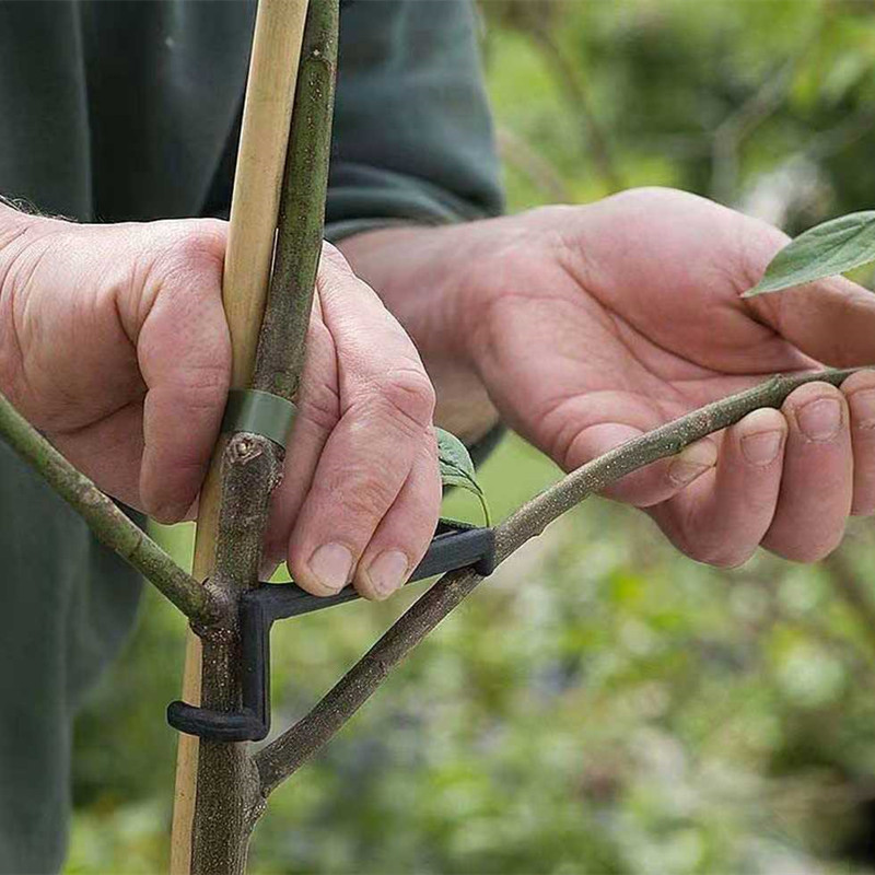 10-30 Buah Klip Pohon Buah Tan - Bonsai Garden Tools ulasan dan harga